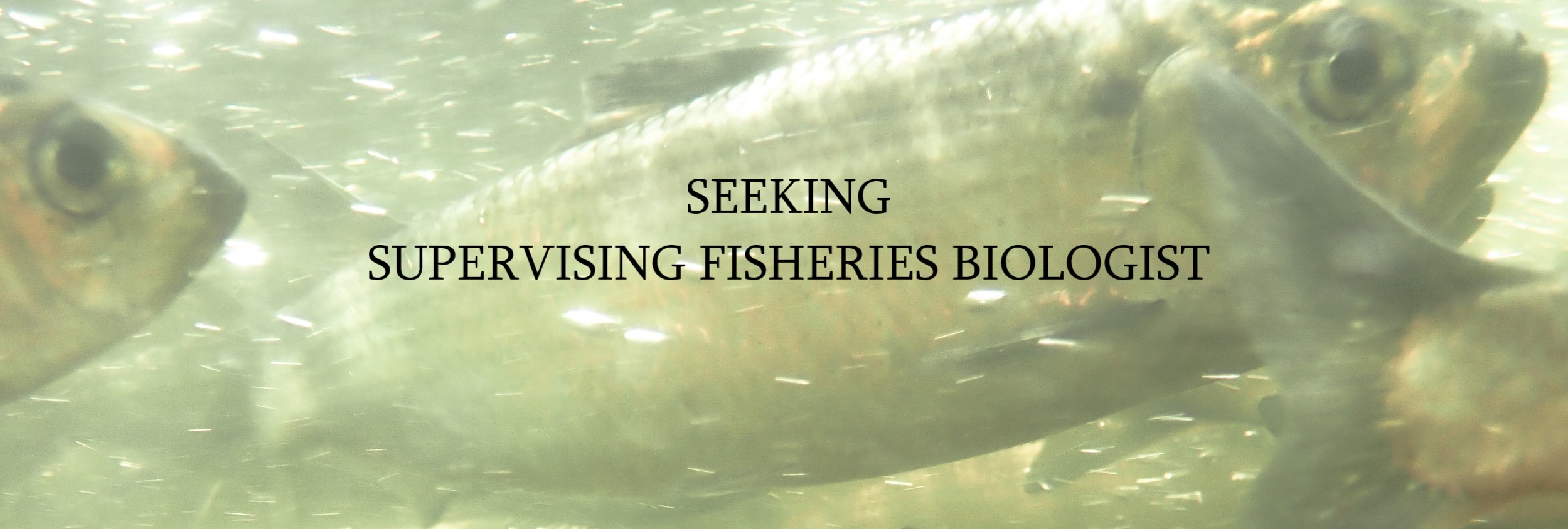 Job Opening Environmental Protection Supervising Fisheries Biologist